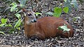 Cephalophus dorsalis (cat)