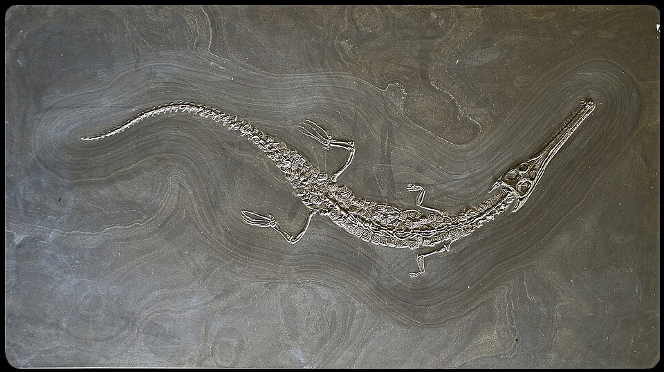 Macrospondylus, by Didier Descouens