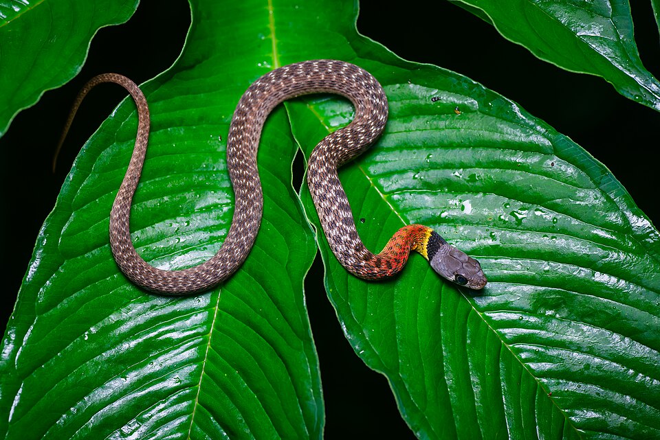 File:Rhabdophis siamensis, Red-necked keelback - Kaeng Krachan National Park (27429905555).jpg
