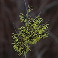 Zaubernuss Hamamelis sp.