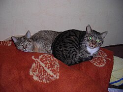 "Tabby cats - wake-up.JPG", uploaded by User:Mattes