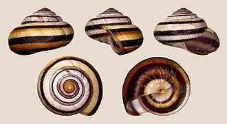 Asperitas inquinata penidae 01