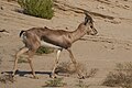 Gazella arabica (cat)