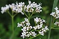 ... Valeriana