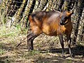 Cephalophus rufilatus (cat)
