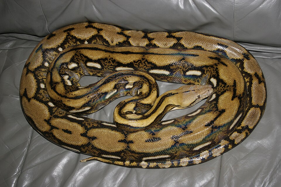 File:Reticulated python MP1.JPG