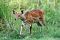 Tragelaphus ornatus (cat) Female
