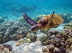 "Hawaii turtle 2.JPG", uploaded by User:Keta