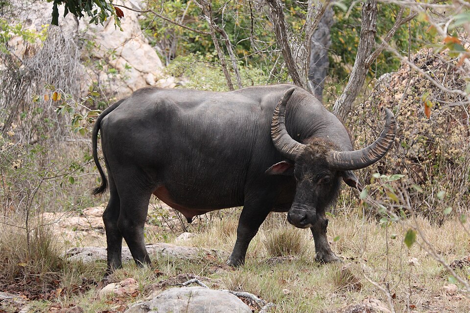 File:Water buffalo at Rinca.jpg
