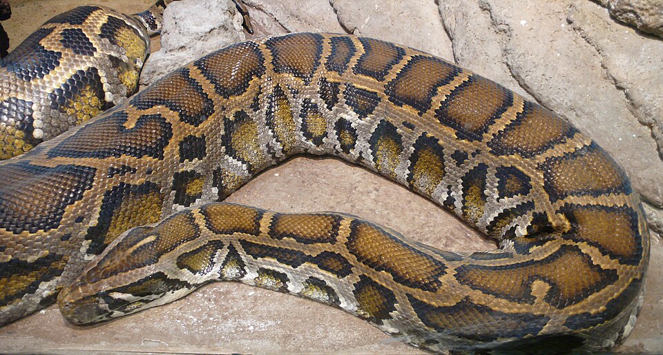 File:Python molurus bivittatus (1).jpg