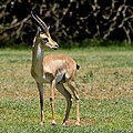 Gazella gazella (cat)