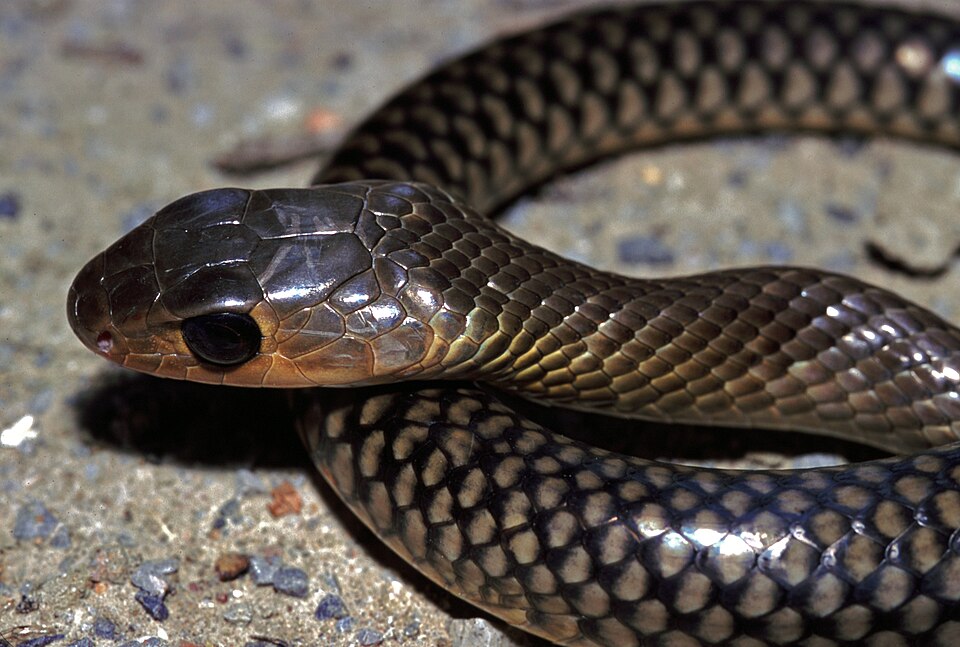 File:Chinese Rat-snake (Ptyas korros) (7801685886).jpg
