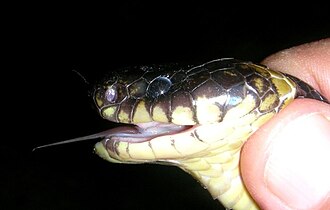 Sisi samping kepala.