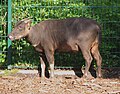 Bubalus depressicornis (cat)