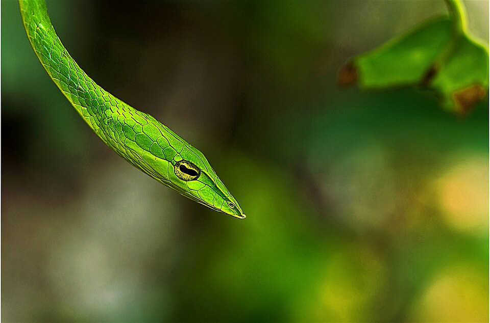 Berkas:Green Vine snake-Wynaad.jpg