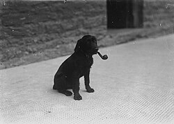 "Dog with a pipe in its mouth (3467832779).jpg", uploaded by User:Jason.nlw