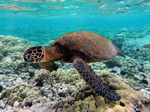 Green sea turtle, by Mila Zinkova