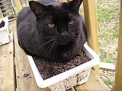 "Thunder (black cat).jpg", uploaded by User:Nard the Bard