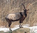 Capra aegagrus (cat)