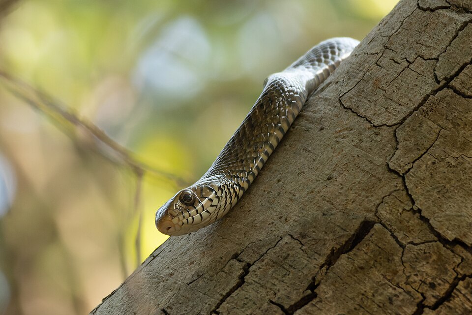 File:Oriental rat snake in Rabindra Sarobar April 2024 by Tisha Mukherjee 02.jpg