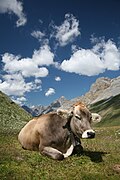 "CH cow 2.jpg", originally uploaded by User:Dschwen