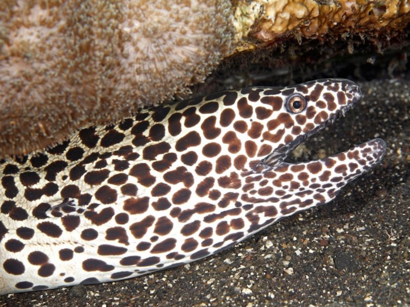 Leopard Moray Menjangan Area
