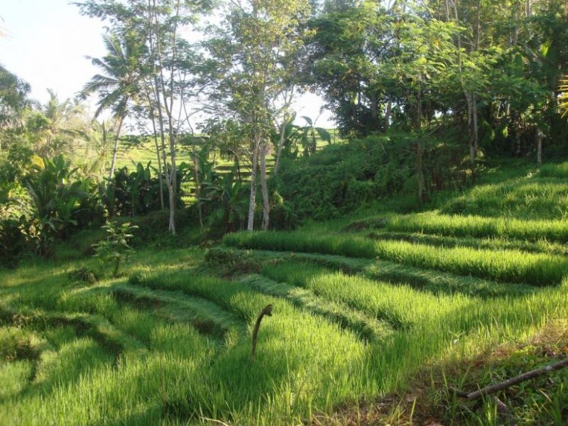 mengesta