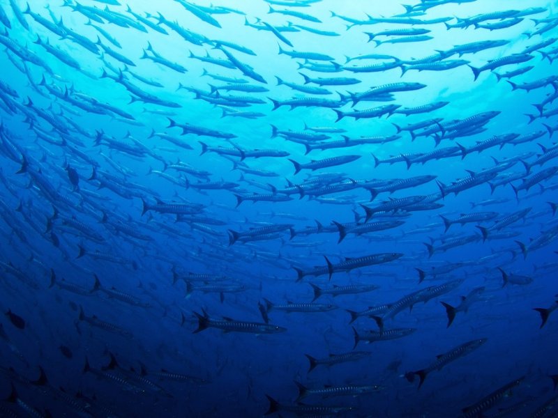 ped nusa penida