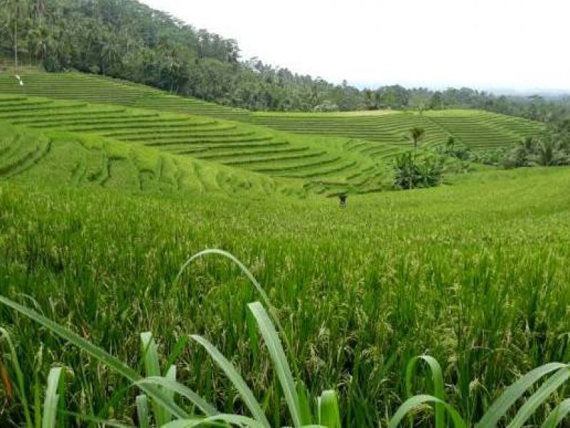 salak