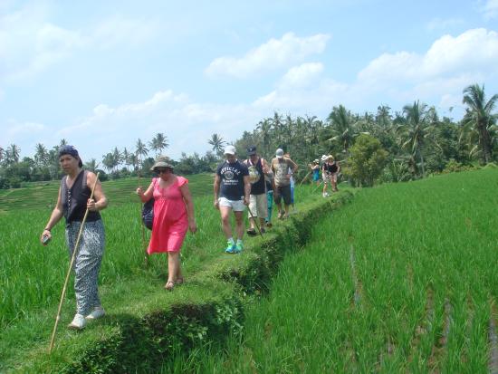 rice terraces trekking belimbing