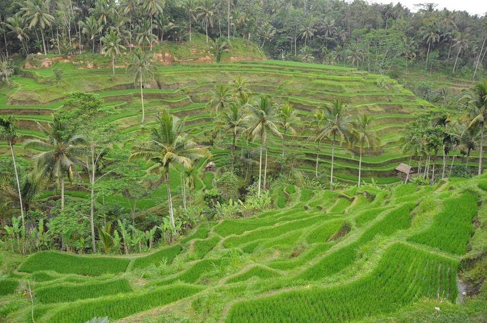 tegallalang rice terraces 2753