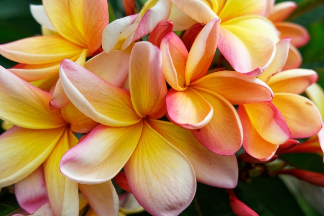 frangipani blossom flower bali