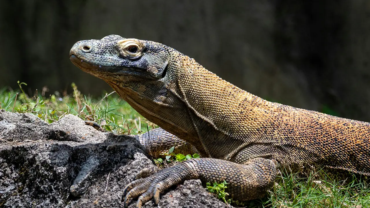 komodo waran dragion
