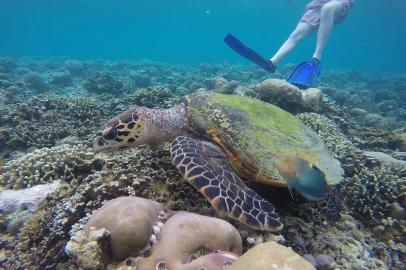 Sunrise Dive Bali