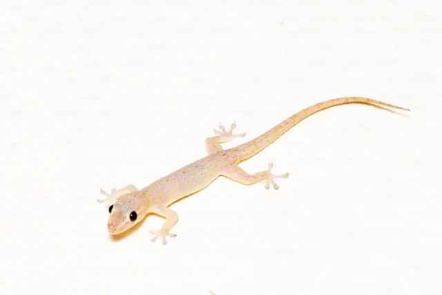 gekko in bali