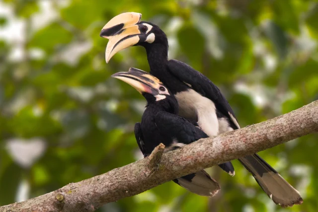 Bali Hornbill Bird