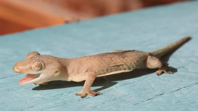 house gekko bali